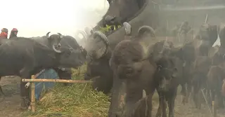 ঈশ্বরদীর চরাঞ্চলে গড়ে উঠেছে মহিষের বাথান, স্বাবলম্বী হচ্ছেন খামারিরা